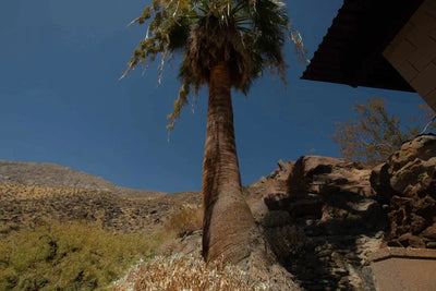 Palm Springs - Une oasis moderniste au coeur du désert